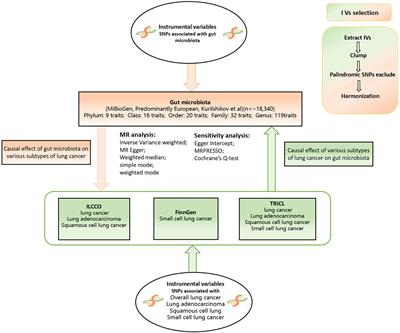 Revealing a causal relationship between gut microbiota and lung cancer: a Mendelian randomization study